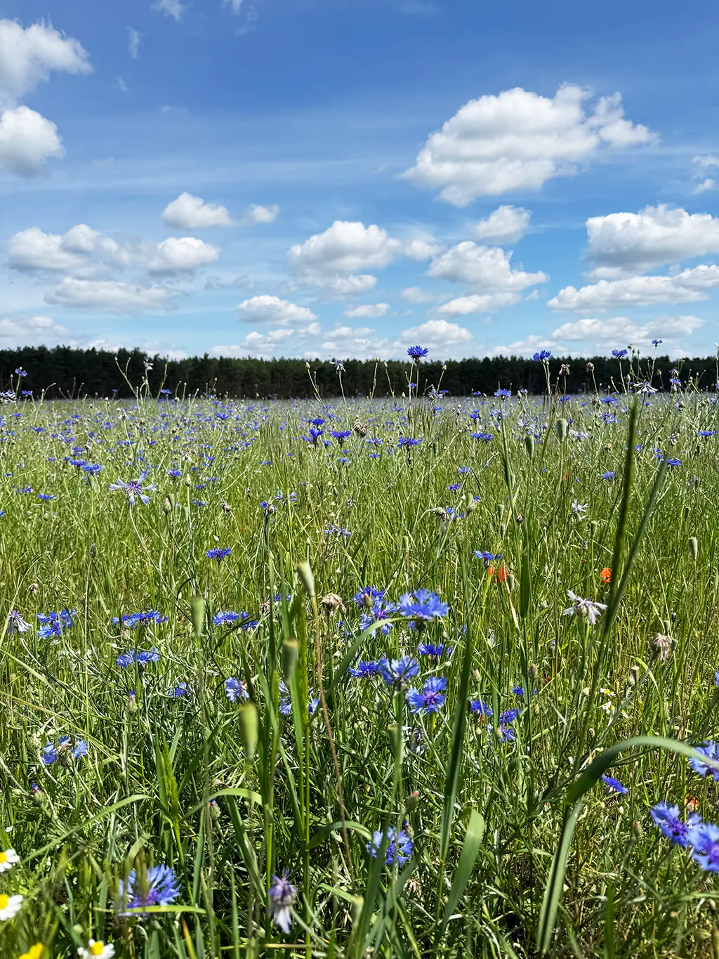 Blumenwiese mit blauen Kornblumen