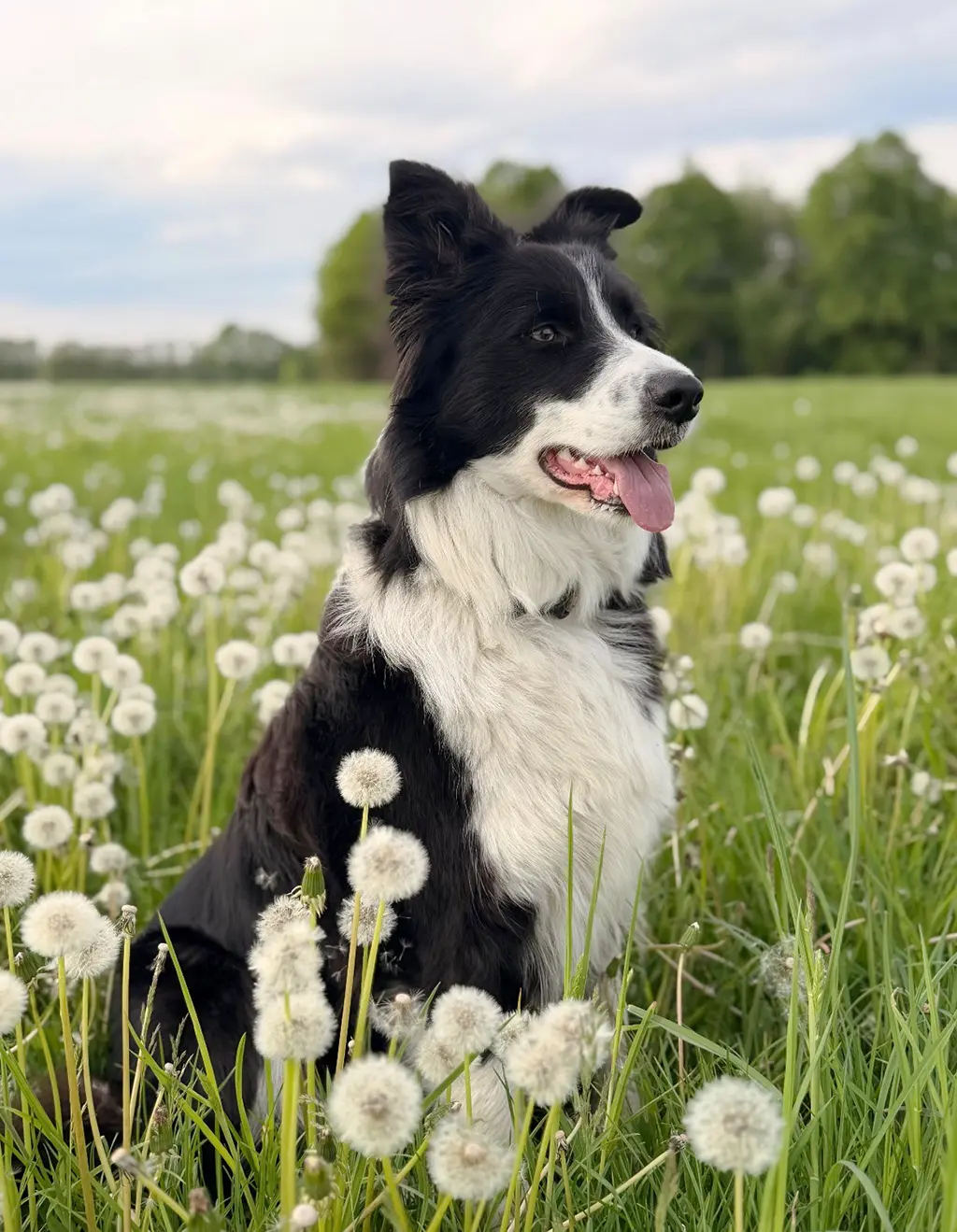 Hund auf grüner Wiese